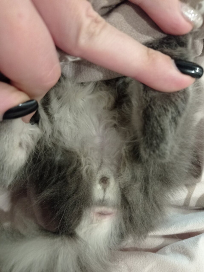 Кот или кошка?