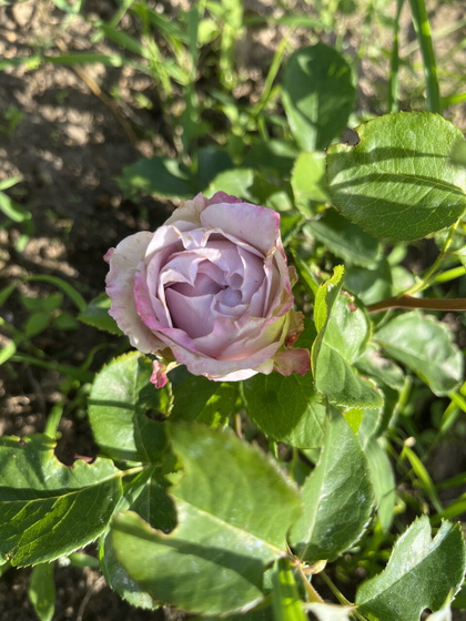 30 недель