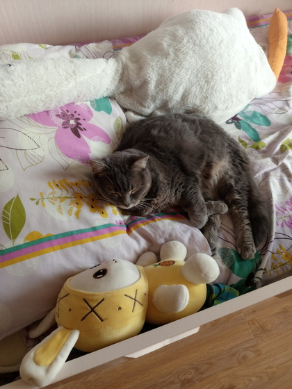 Кошка знает, как надо