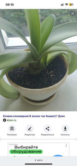Как называется цветок?