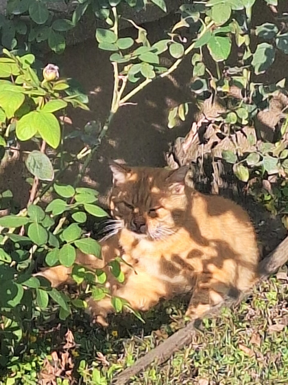 Меня завел кот.