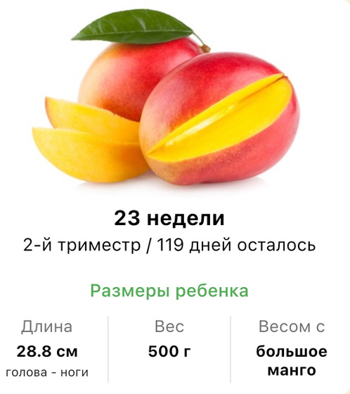 23 недели .