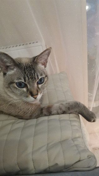 Кошка...