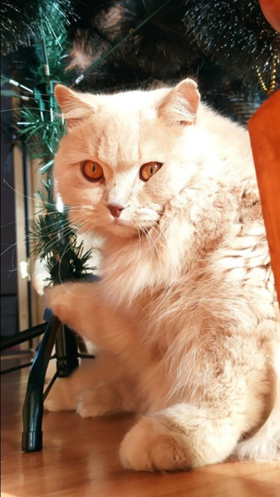 кот 🐈