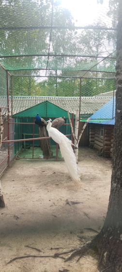 Посетили сегодня