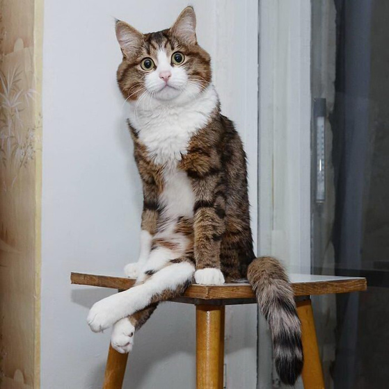 Кото-пятница))) Много мими-фото котиков
