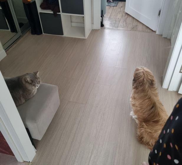 Кошка