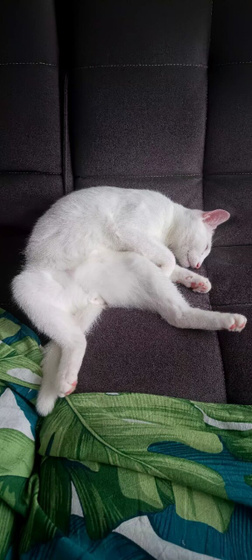 Кровит у кота