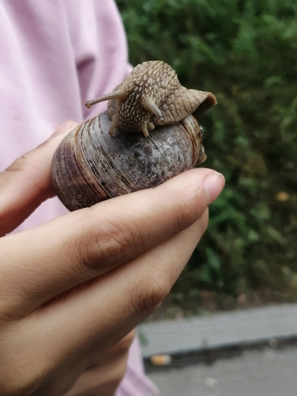 Новое улитище