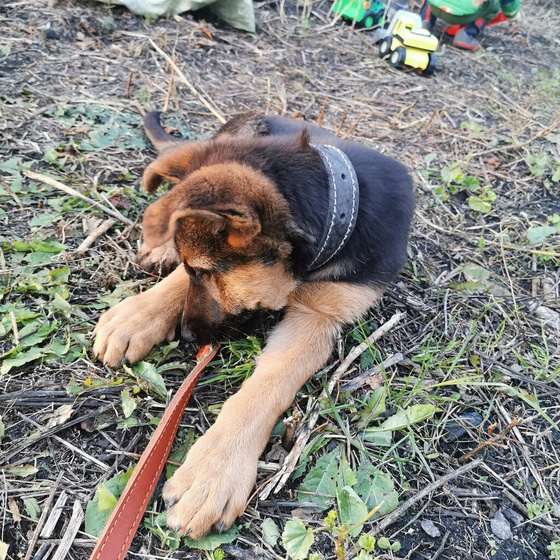 3 недели жизни в