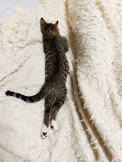 Кот 😻