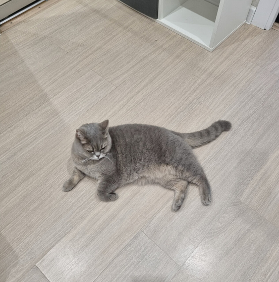 Кошка