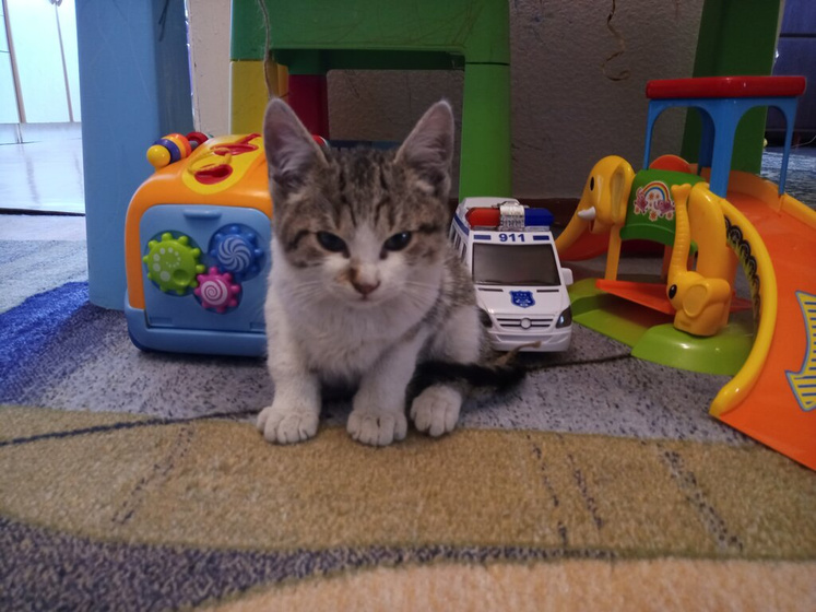 Котенок. Киев
