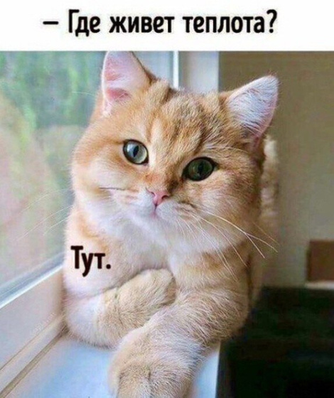 Кото-пятница))) Много мими-фото котиков