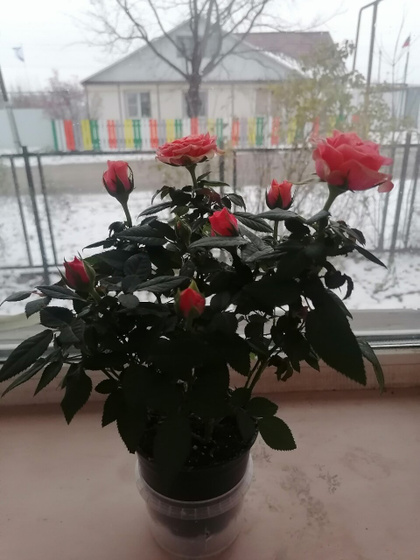 Роза кордана.