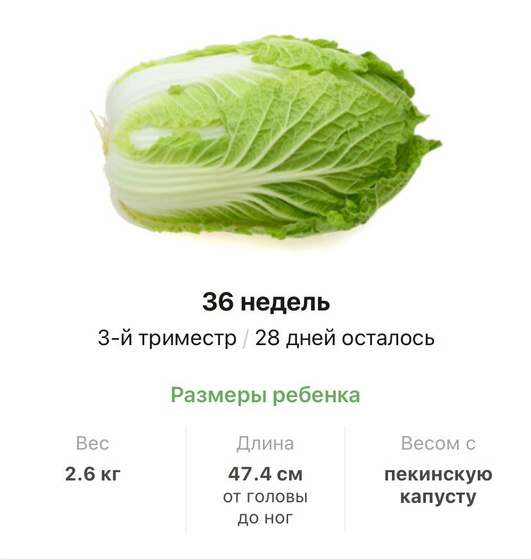 36 недель .