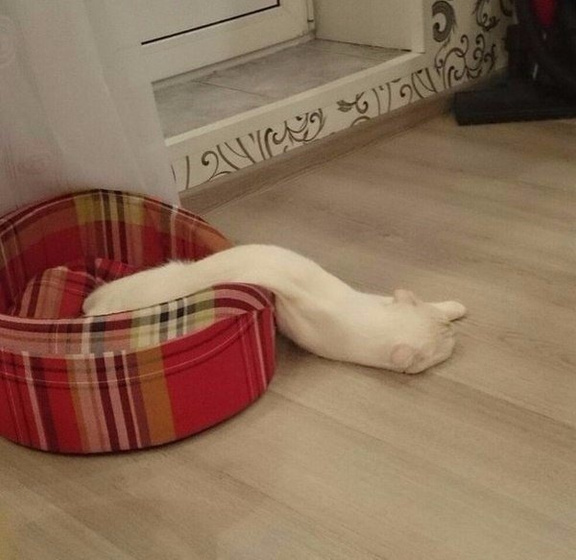 Кото-пятница))) Много мими-фото котиков