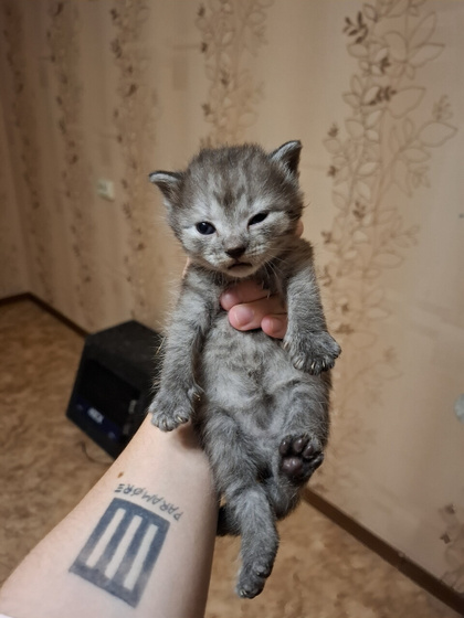 Наши котятки