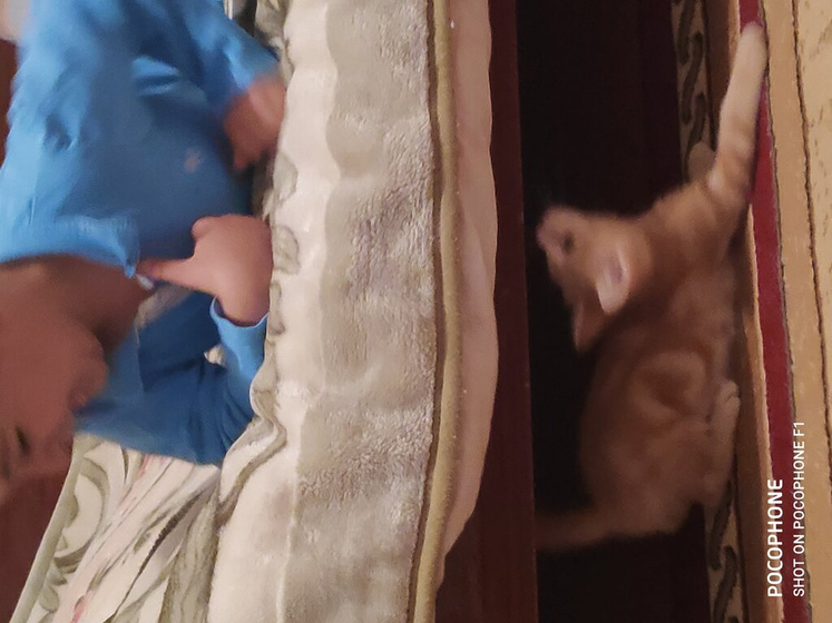 Котенок 😾)) Доброе утро,всех