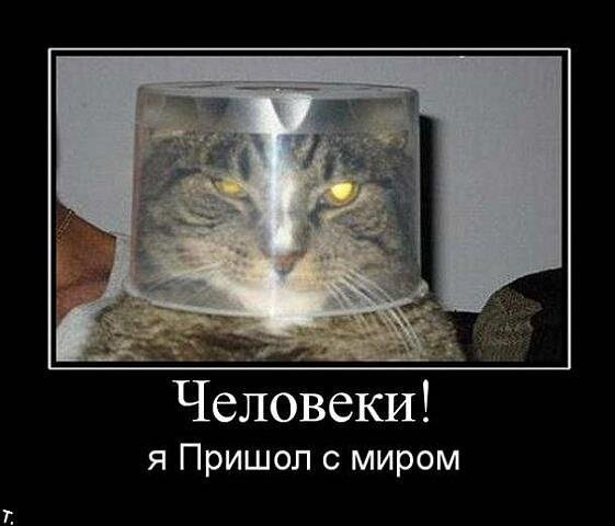 Кото-пятница))) Много мими-фото котиков