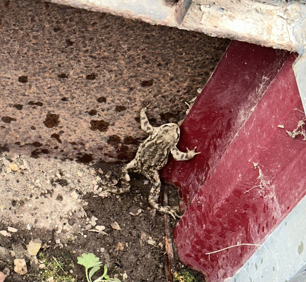Лягушечка 🐸