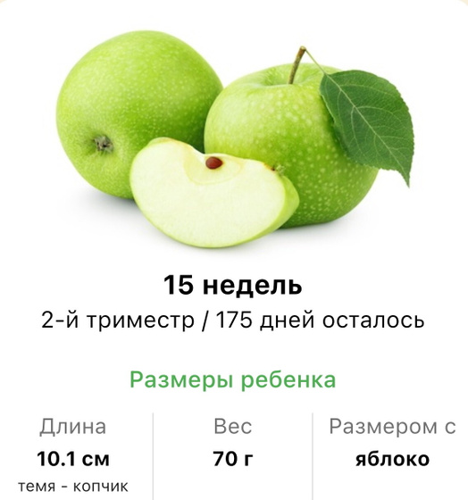 15 недель .