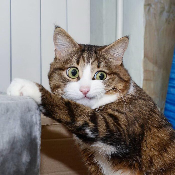 Кото-пятница))) Много мими-фото котиков