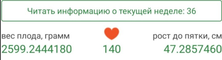 36 недель