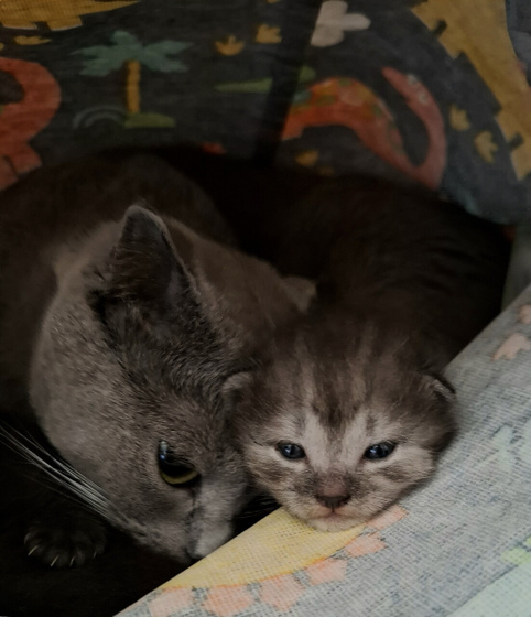Котосемья