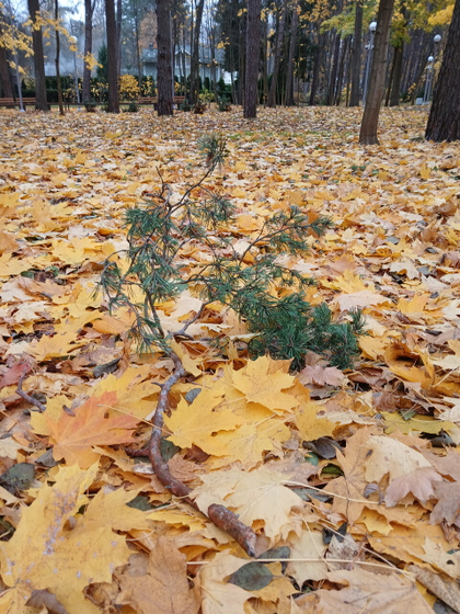 Осенние 🍂 каникулы -2.