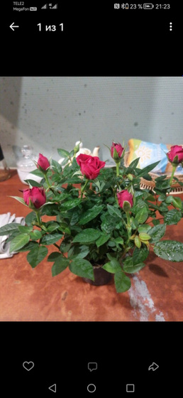 Роза кордана.