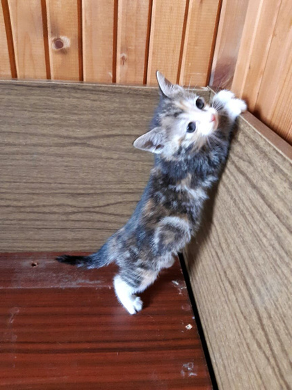 Котята мальчики и девочка 1,5 месяца ищут дом