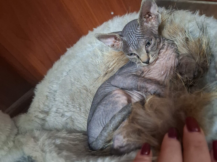 У кого есть сфинкс без велюр