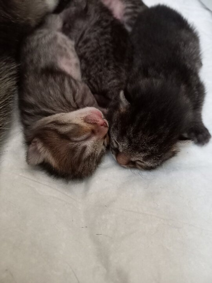 Я не могу, какие они сладкие ❤