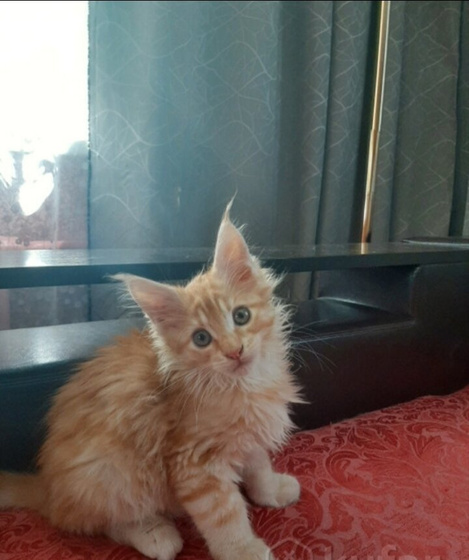 А я снова о котах ❤️
