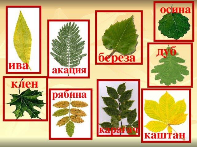 Помогите определить дерево по листьям