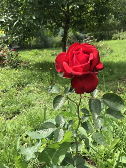 Поехали с сынулькой на