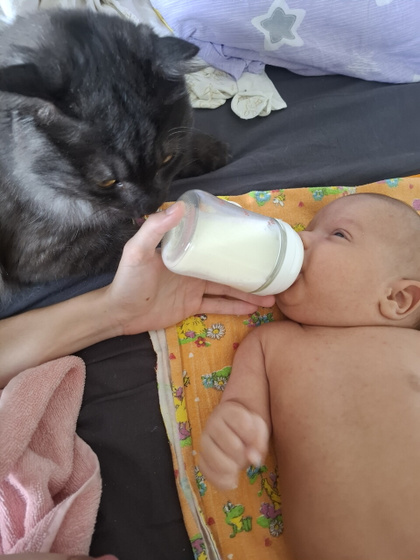Наши котятки