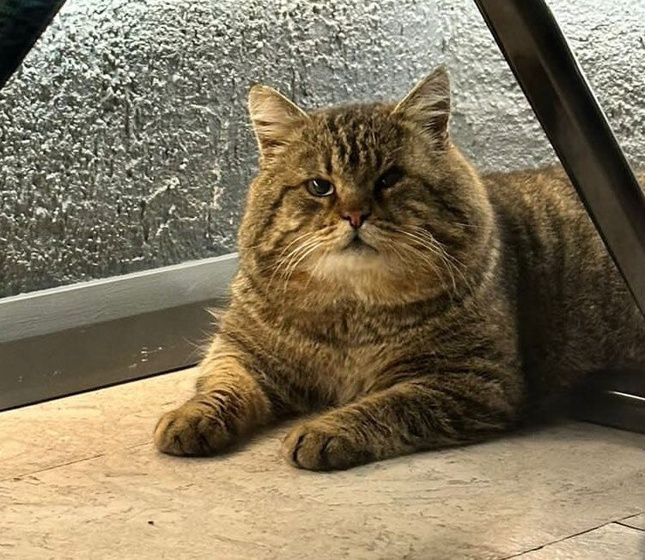 Кто разбирается в котах?