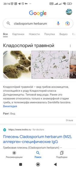 Анализы на аллергены. Как избавится от плесени?