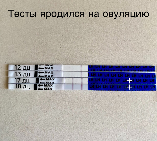 18 день цикла , 2 день яркие тесты на О
