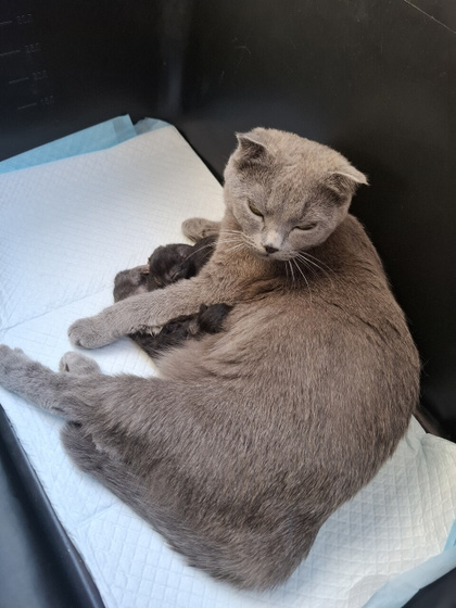 Котосемья