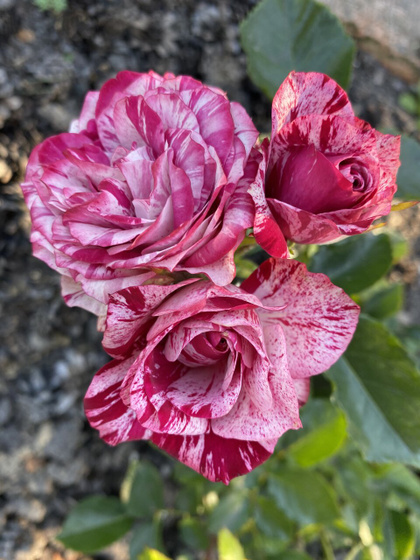 🌺