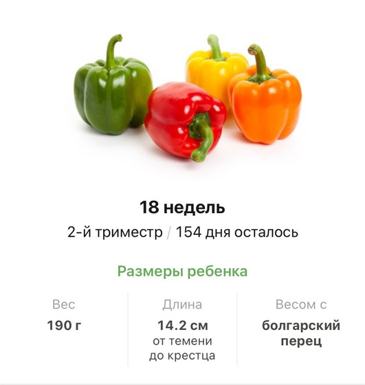 18 недель .