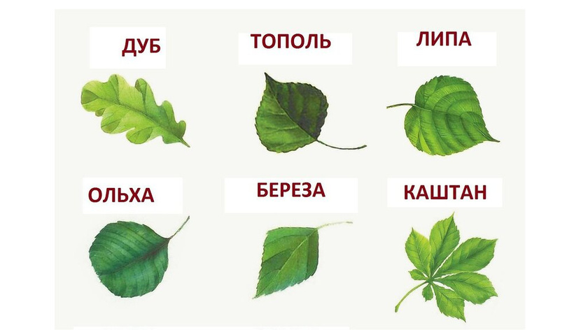 Помогите определить дерево по листьям