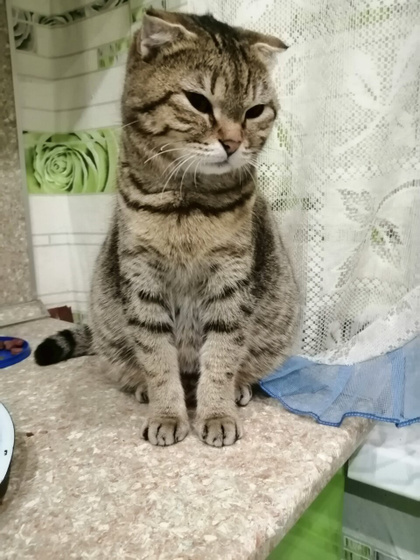 Вязка кошечки Девочки вот