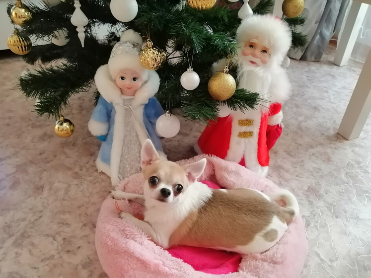 Умерла собака