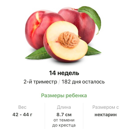14 недель.
