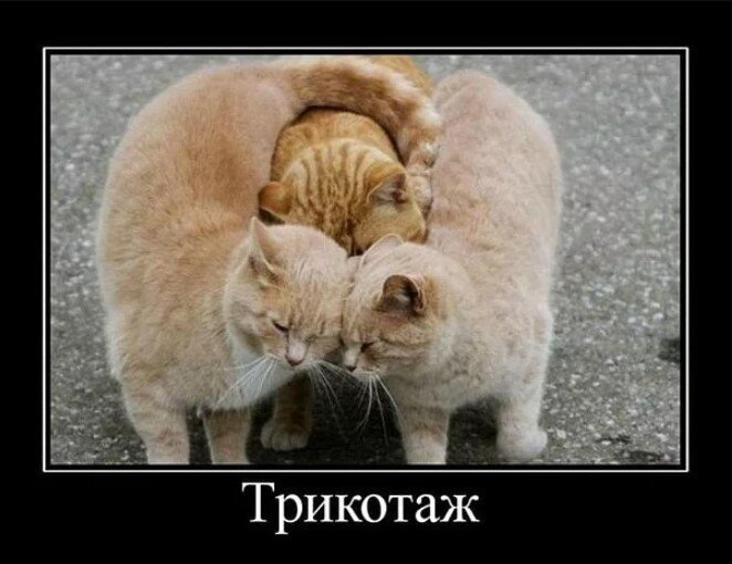 Кото-пятница))) Много мими-фото котиков