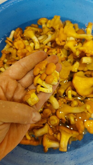 Лисички.